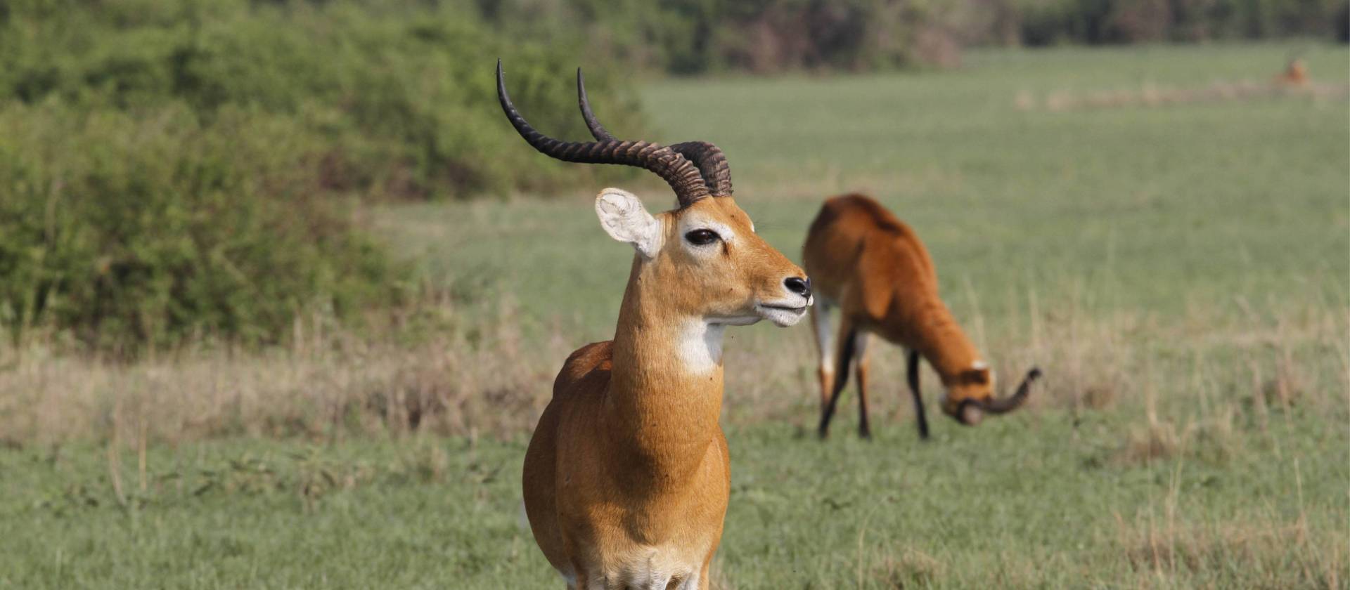 The Ugandan Kob is the country's national animal | Ian Williams