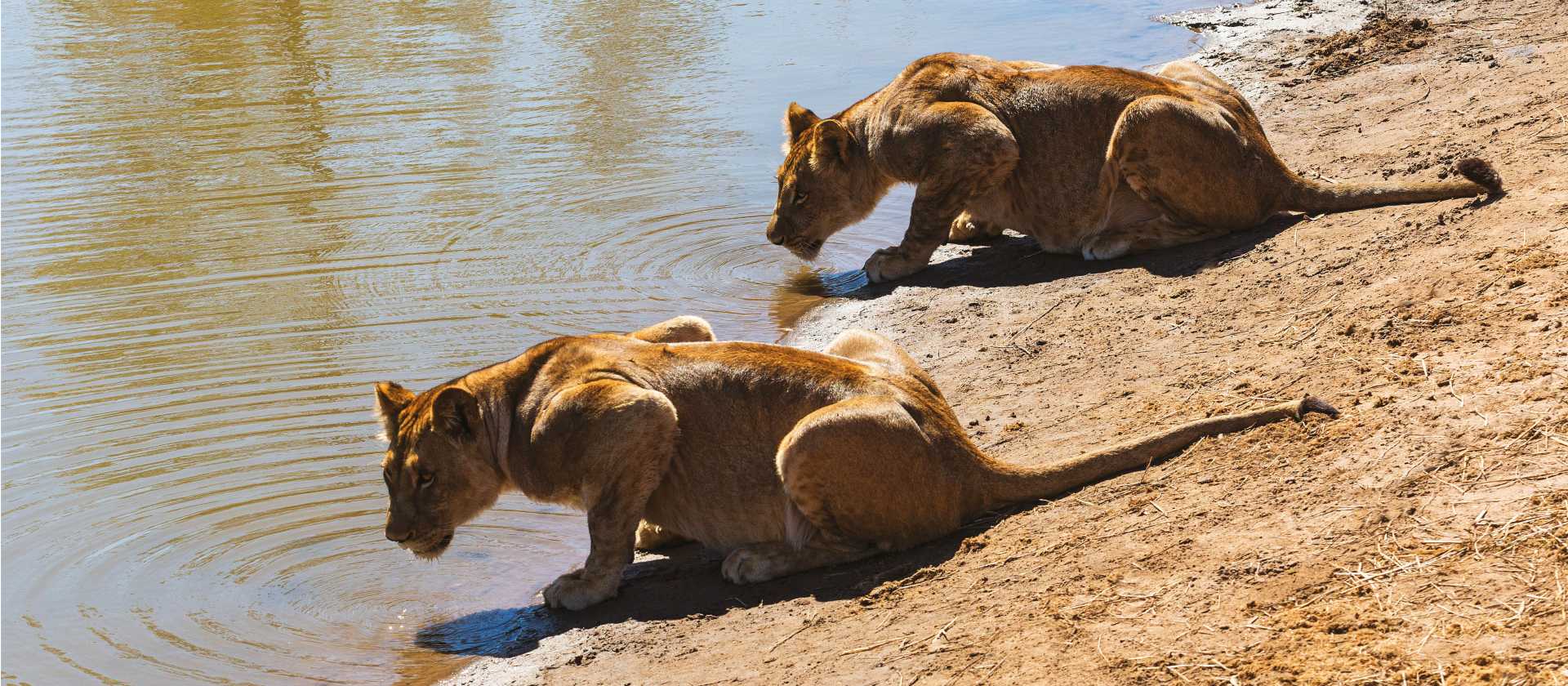 Lioness lazing around by the water | Peter Walton