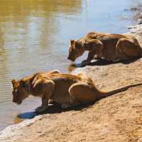 Lioness lazing around by the water | Peter Walton