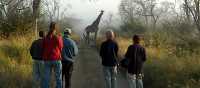 Swaziland Hlane National Park, game walk with ranger | Sunway Safaris