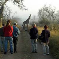 Swaziland Hlane National Park, game walk with ranger | Sunway Safaris