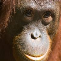 An Orangutan in Borneo