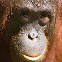 An Orangutan in Borneo