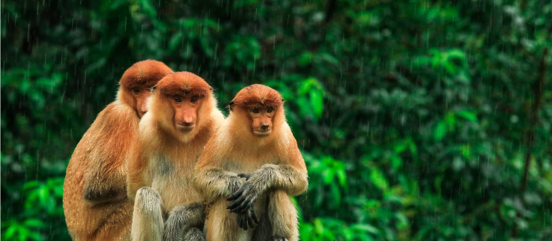 Proboscis Monkeys in Borneo