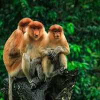 Proboscis Monkeys in Borneo