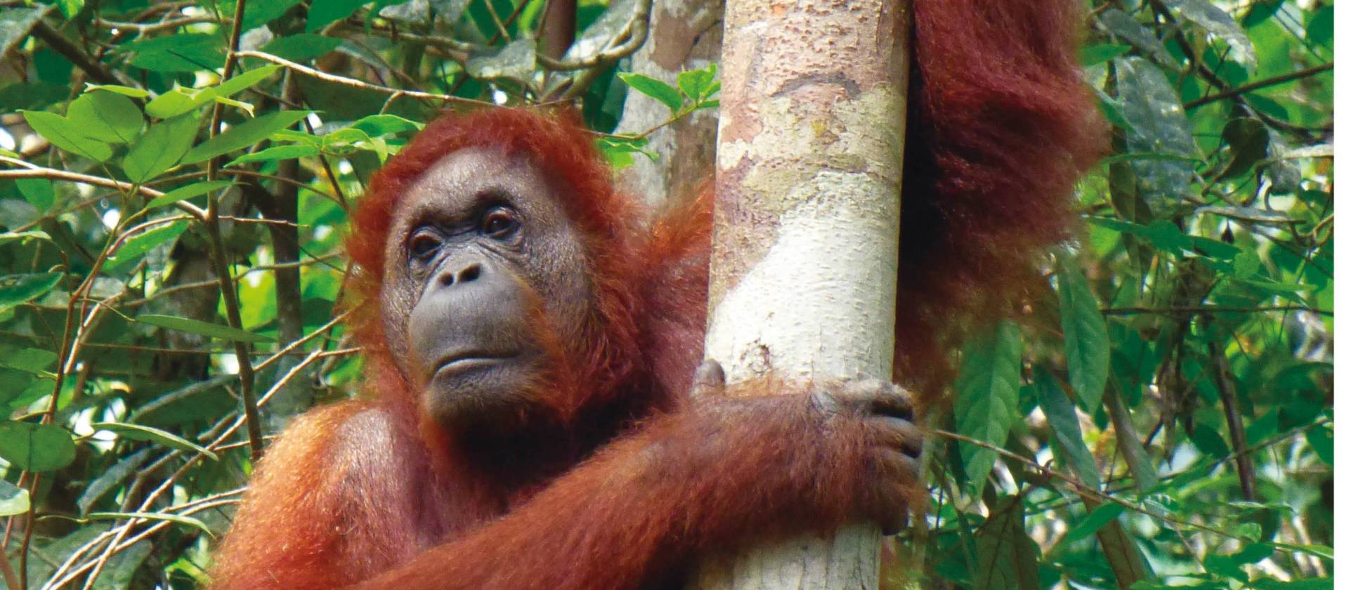 Local Orangutan just hanging | Caroline Mongrain