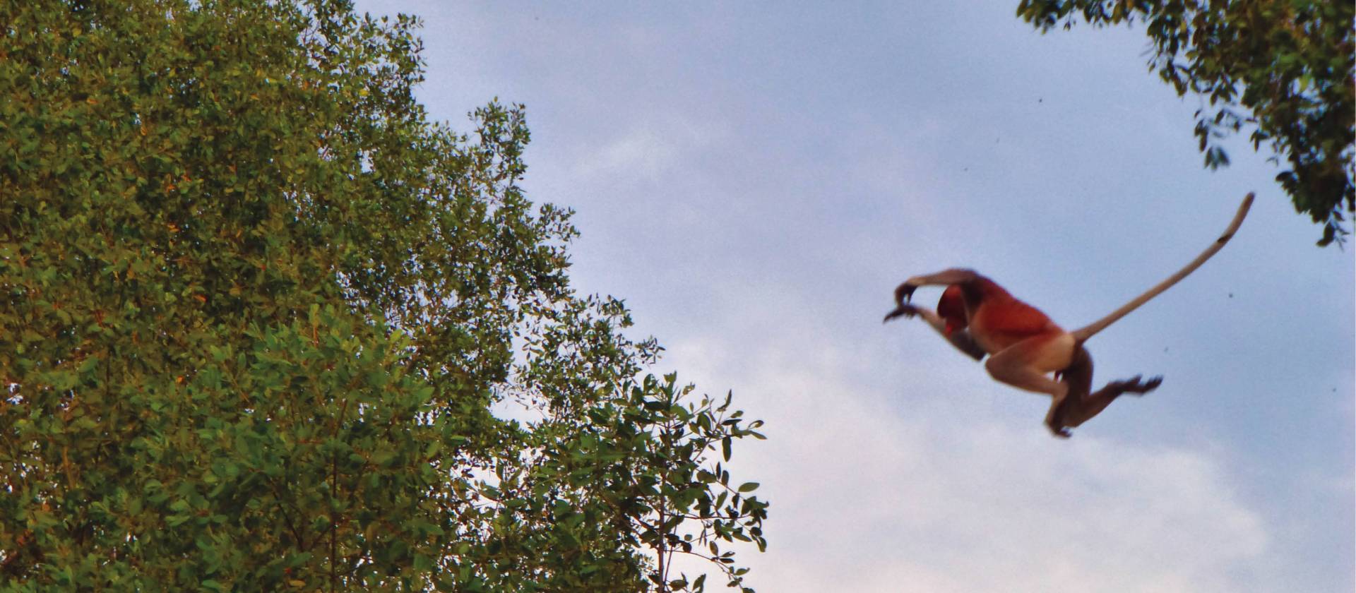Proboscis monkey flying through the trees of Borneo | Caroline Mongrain