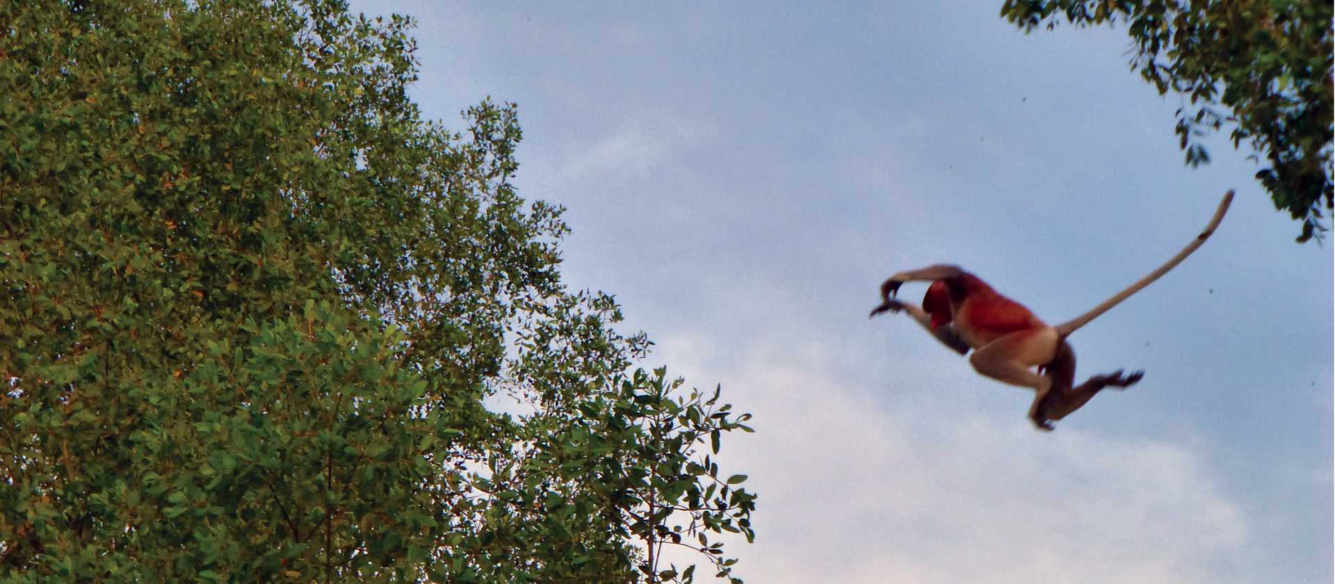 Proboscis monkey flying through the trees of Borneo | Caroline Mongrain