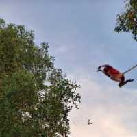 Proboscis monkey flying through the trees of Borneo | Caroline Mongrain