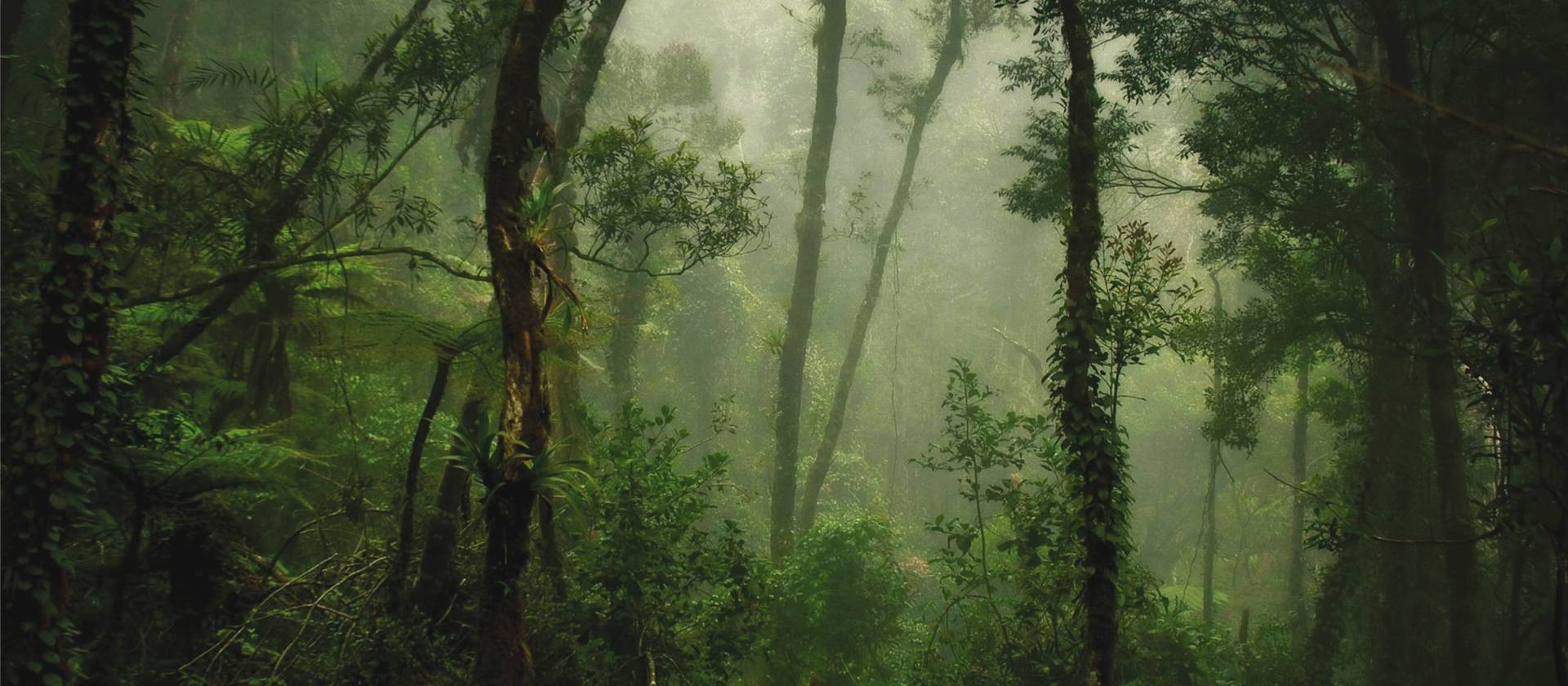 Untouched forest on the trek up Mt Kinabalu | David Lazar