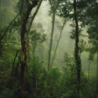 Untouched forest on the trek up Mt Kinabalu | David Lazar