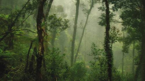 Untouched forest on the trek up Mt Kinabalu | David Lazar