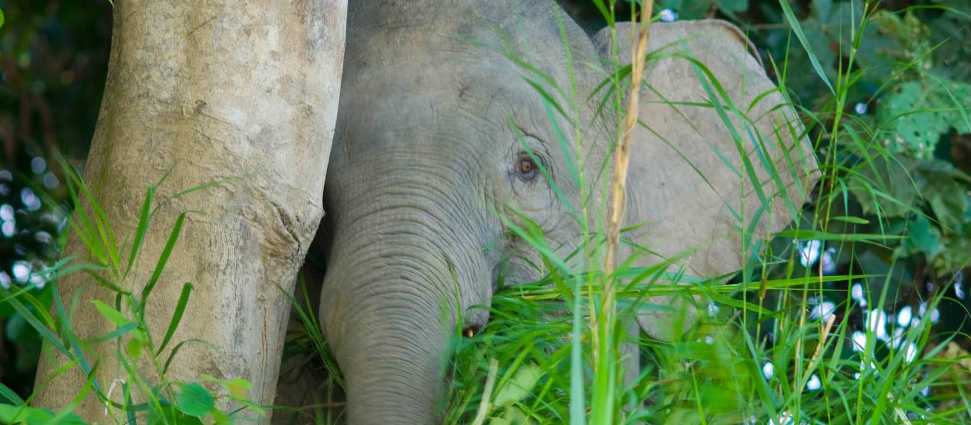 Jungle elephant, Borneo