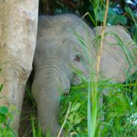 Jungle elephant, Borneo