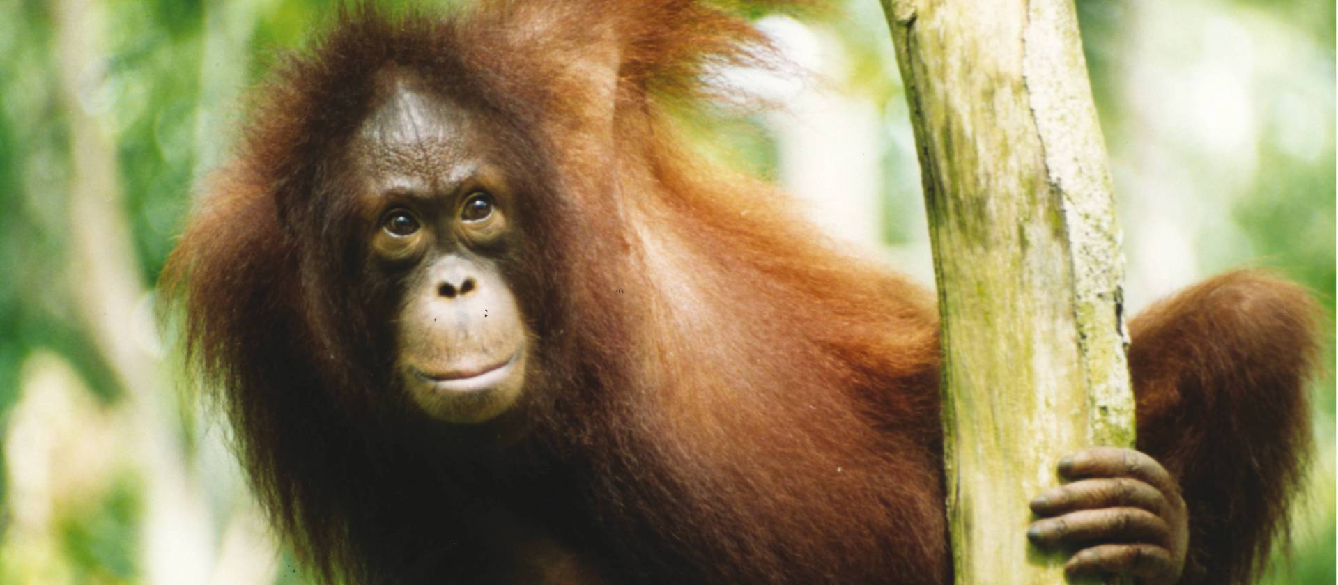Young orangutan on the Red Ape Trail | Kate Baker