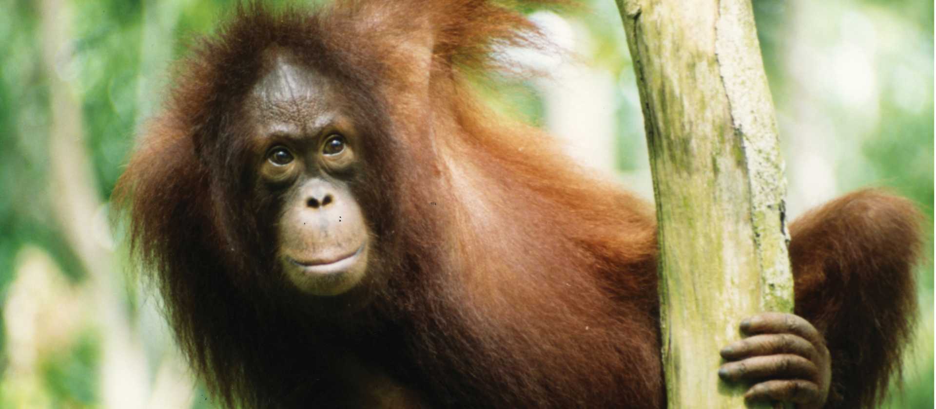 Young orangutan on the Red Ape Trail | Kate Baker