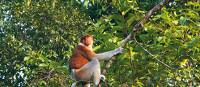 Probiscus Monkey, Borneo | Davin Field