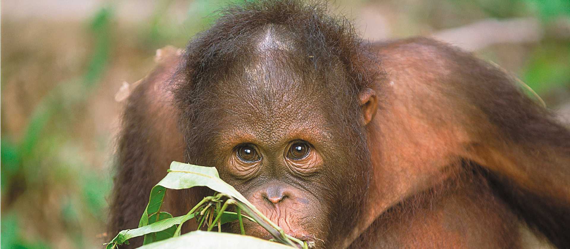 An orangutan in Sepilok | David Kirkland