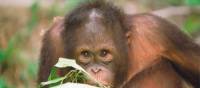 An orangutan in Sepilok | David Kirkland