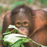 An orangutan in Sepilok | David Kirkland