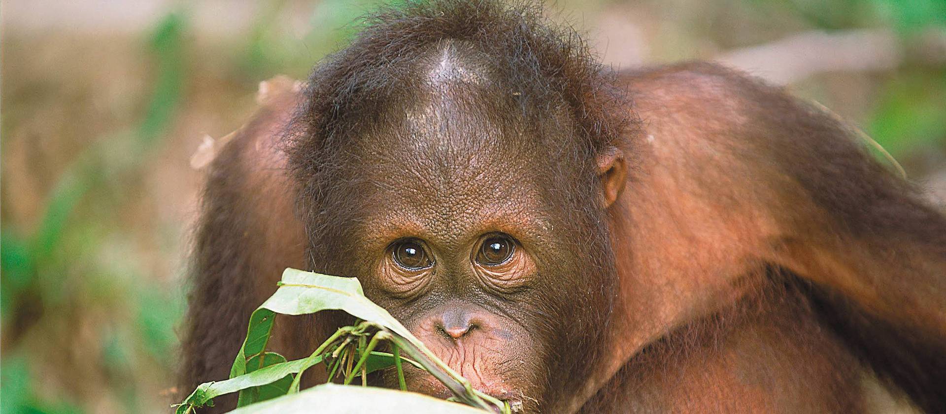 An orangutan in Sepilok | David Kirkland