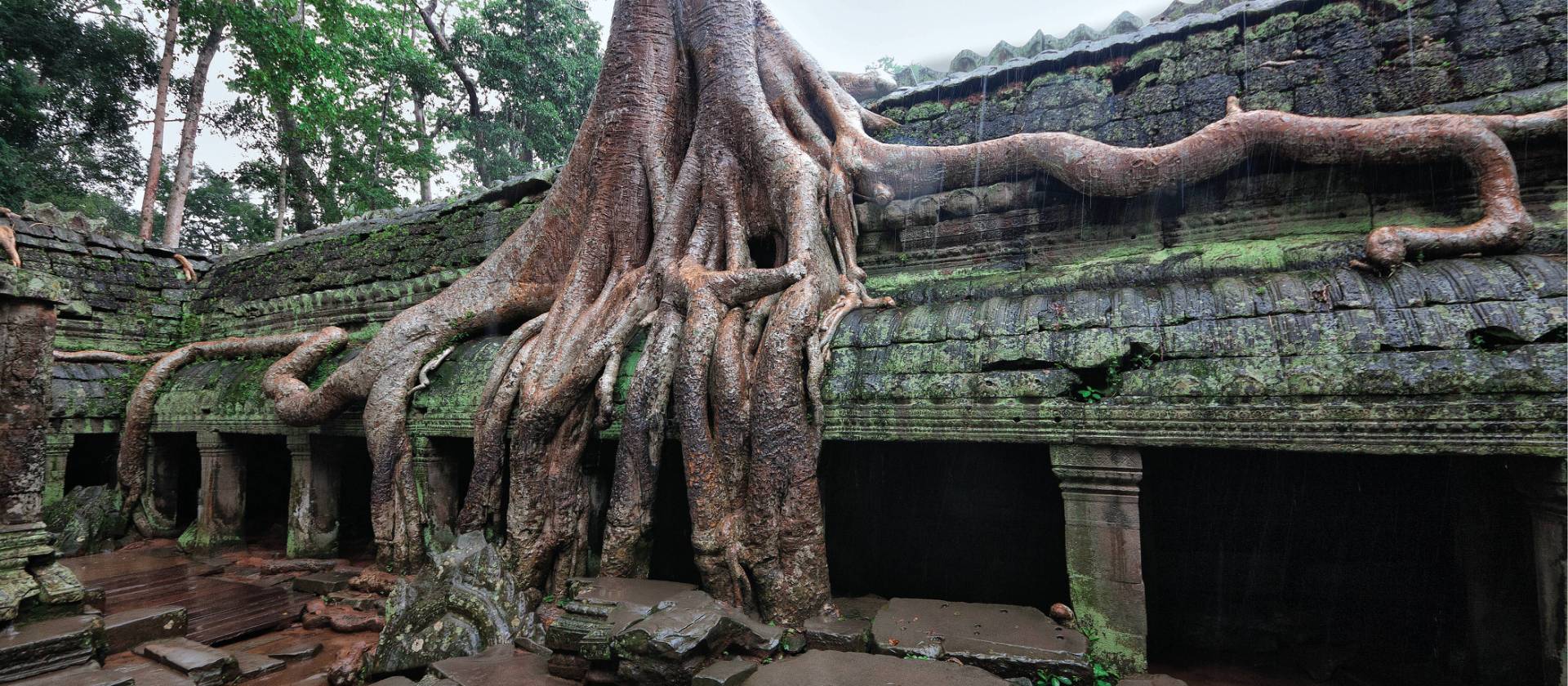 The intriguing jungle ruins of the Ta Prohm temple, Angkor Wat | Peter Walton