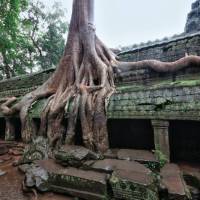 The intriguing jungle ruins of the Ta Prohm temple, Angkor Wat | Peter Walton