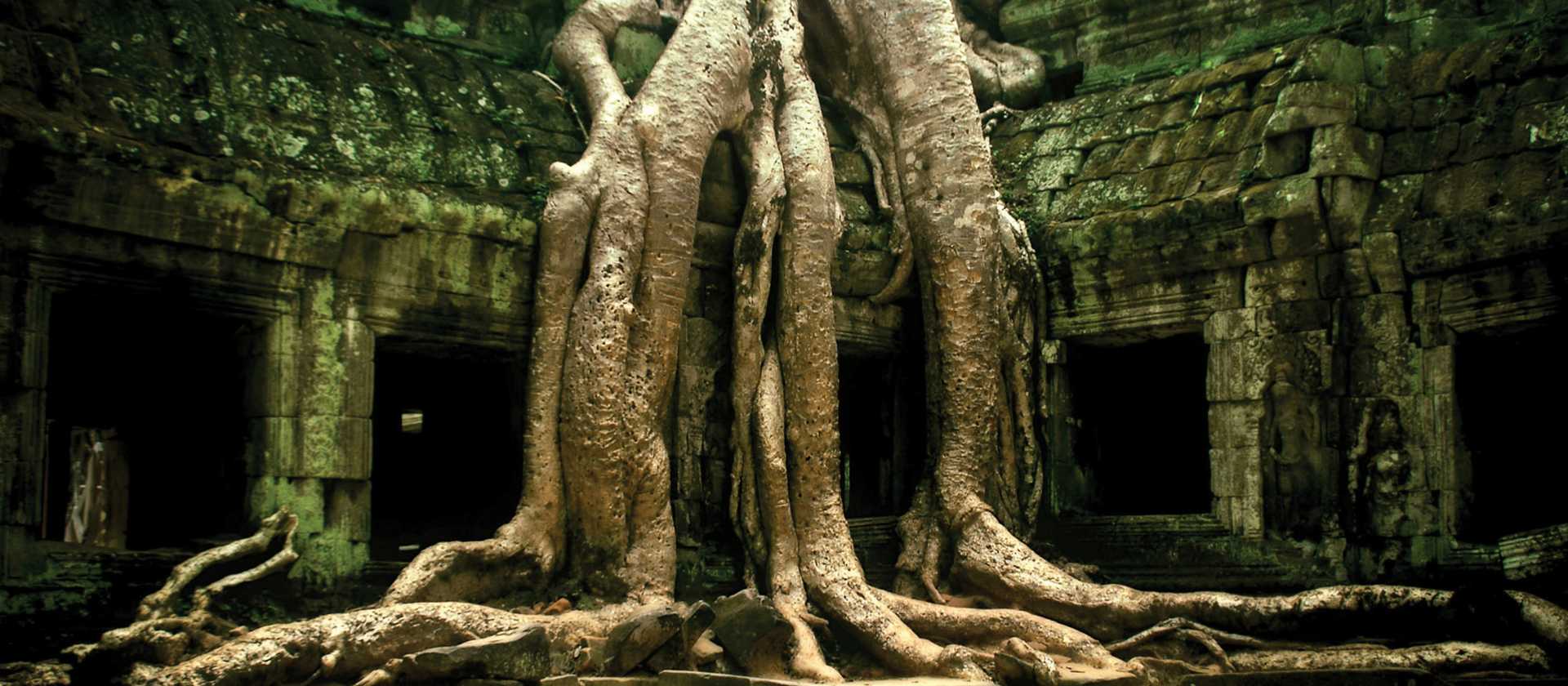 Nature engulfs Ta Prohm, one of the ruins of Angkor, Cambodia. | David Lazar