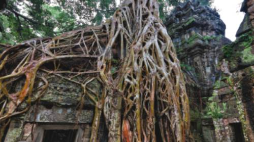 The fascinating ruins of Ta Prohm, Angkor Wat. | Peter Walton