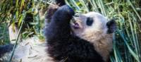 Exploring the beautiful panda sanctuary in Chengdu | Richard I'Anson