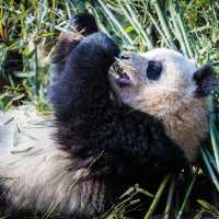 Exploring the beautiful panda sanctuary in Chengdu | Richard I'Anson