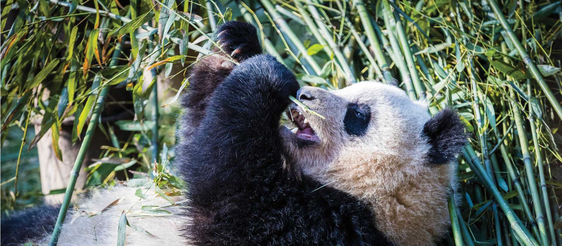 Exploring the beautiful panda sanctuary in Chengdu | Richard I'Anson