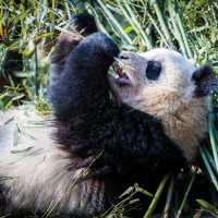 Exploring the beautiful panda sanctuary in Chengdu | Richard I'Anson