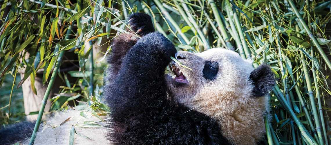Exploring the beautiful panda sanctuary in Chengdu | Richard I'Anson