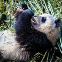 Exploring the beautiful panda sanctuary in Chengdu | Richard I'Anson