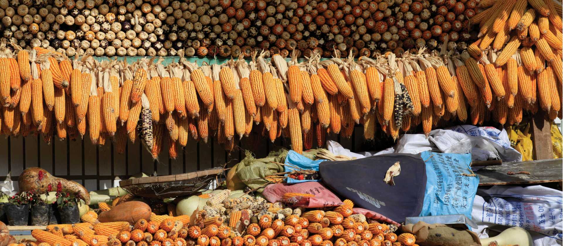 Local farmed corn in rural China | Su Zhi Wei