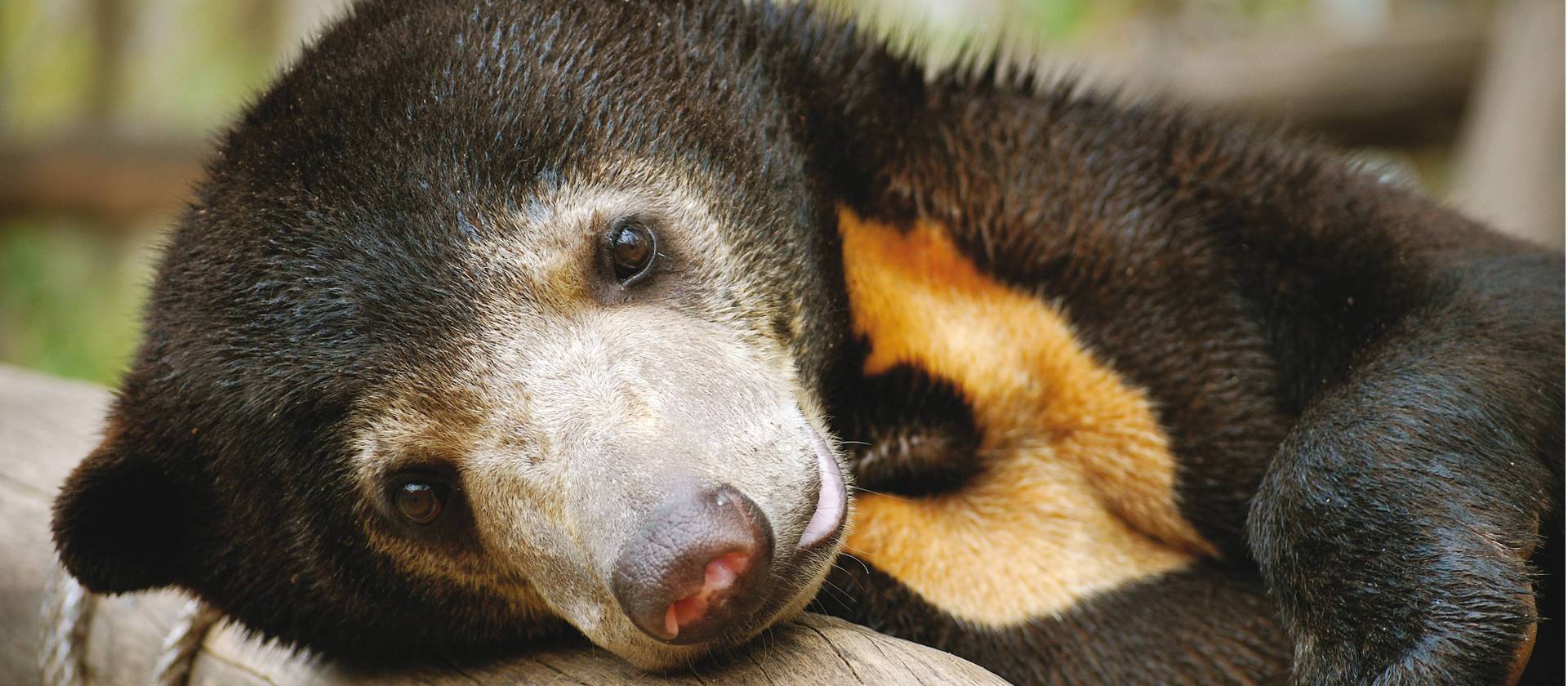 A Sun bear, relaxing at Free the Bears | Julie Miller