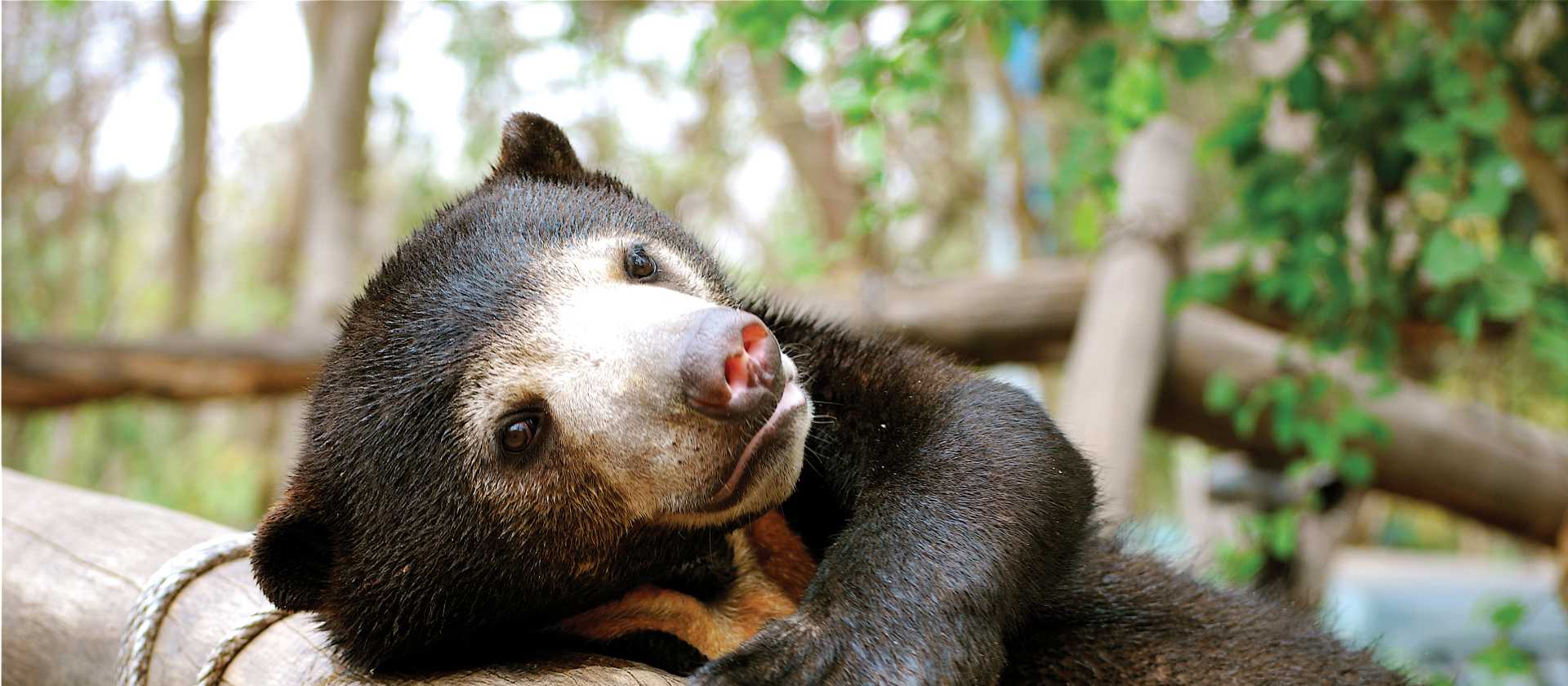 A Sun bear at Free the Bears, Phnom Tamao | Julie Miller