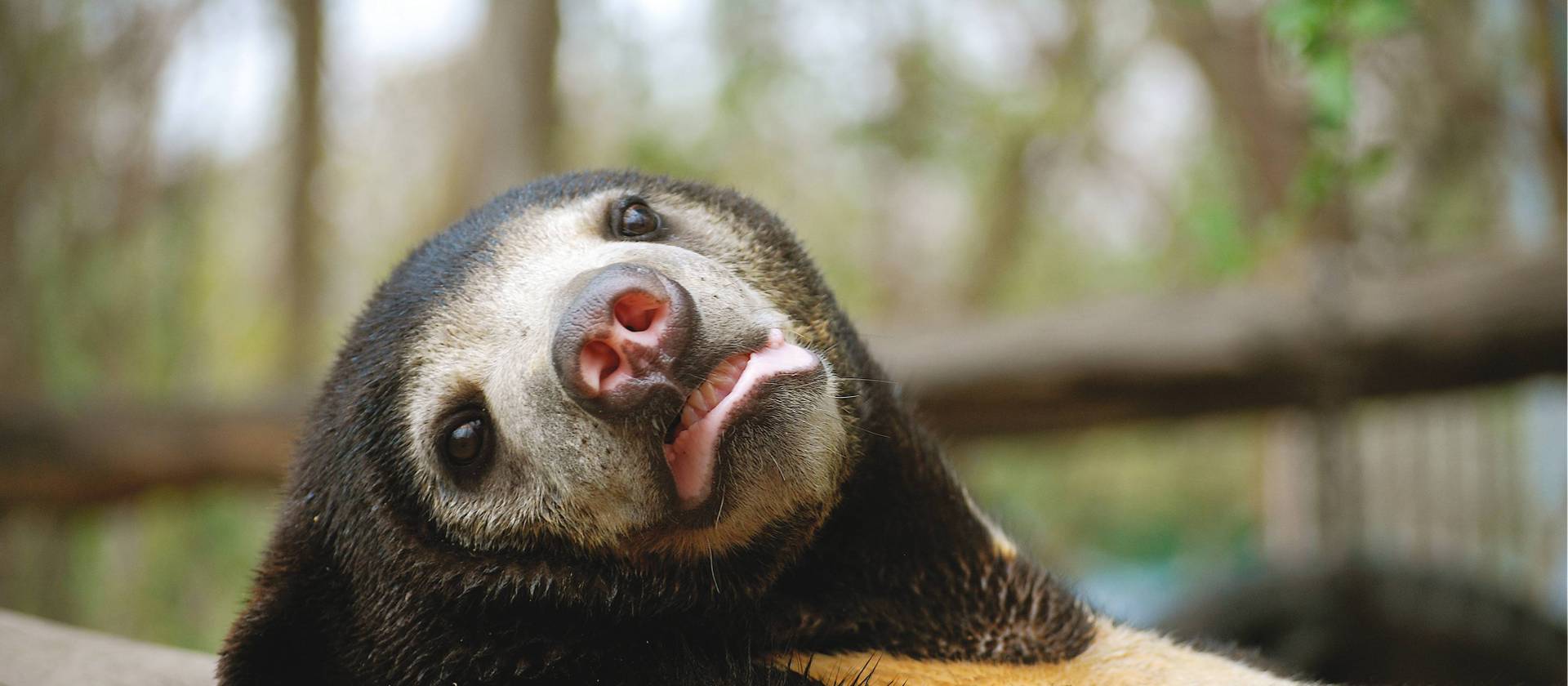 A bear at Phnom Tamao Centre in Phnom Penh, Cambodia | Julie Miller