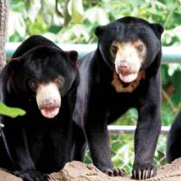 Beautiful Asiatic black bears smiling for the camera | Scott Pinnegar