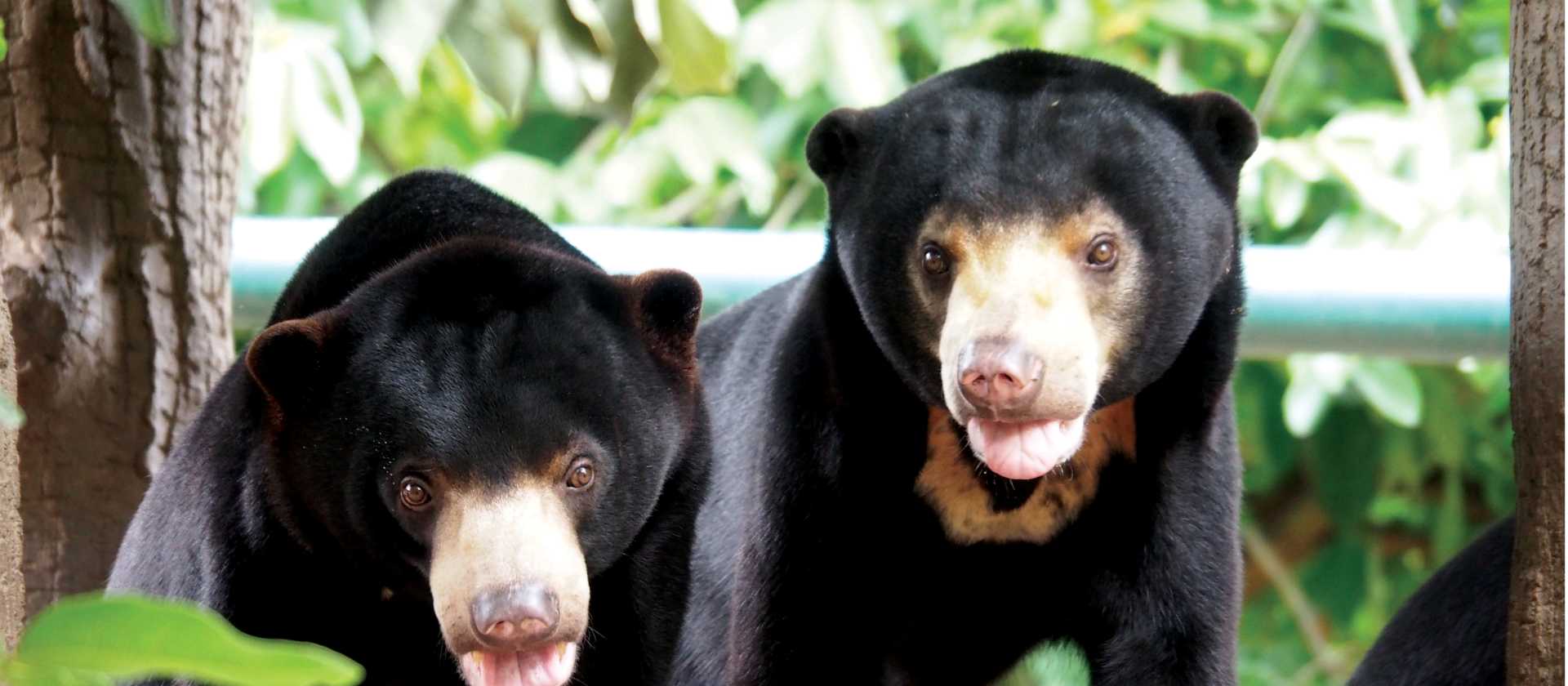 Beautiful Asiatic black bears smiling for the camera | Scott Pinnegar