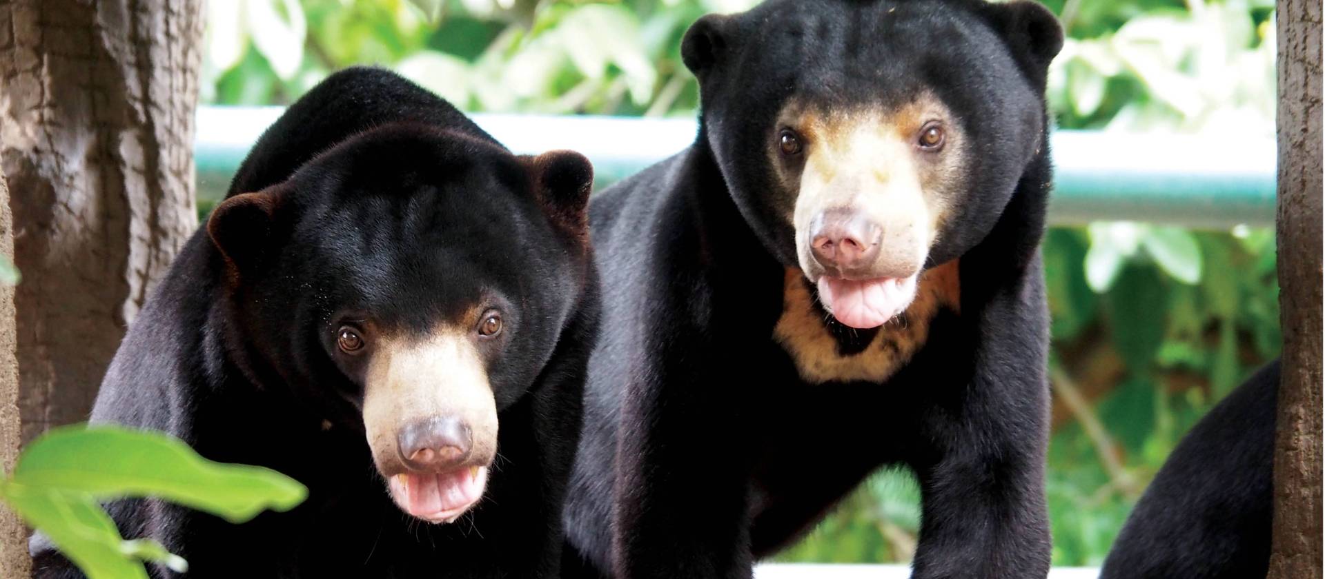 Beautiful Asiatic black bears smiling for the camera | Scott Pinnegar
