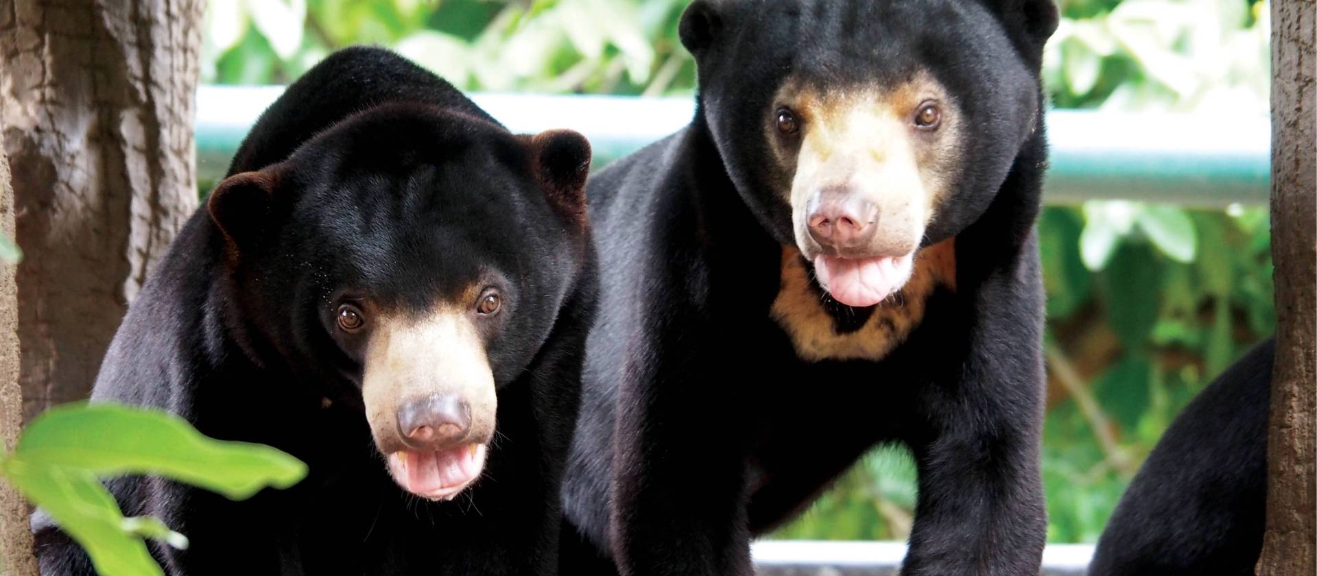 Beautiful Asiatic black bears smiling for the camera | Scott Pinnegar
