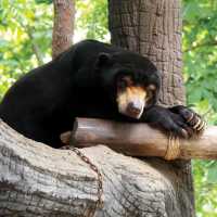 Free The Bears sanctuary, Phnom Tamao | Scott Pinnegar