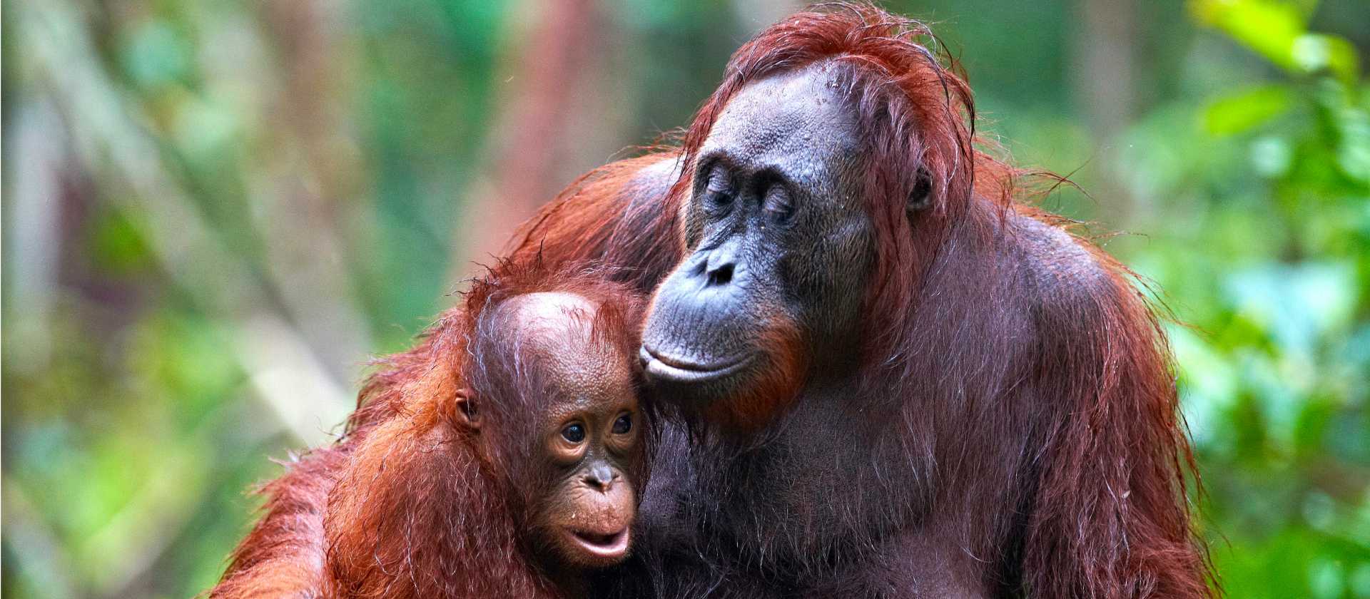 Otangutans in Kalimantan | Orangutan Odysseys