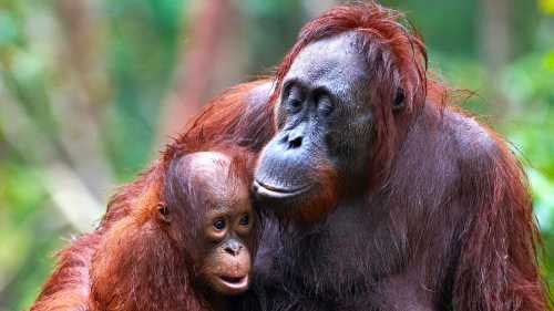 Otangutans in Kalimantan | Orangutan Odysseys