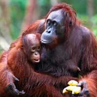 Otangutans in Kalimantan | Orangutan Odysseys