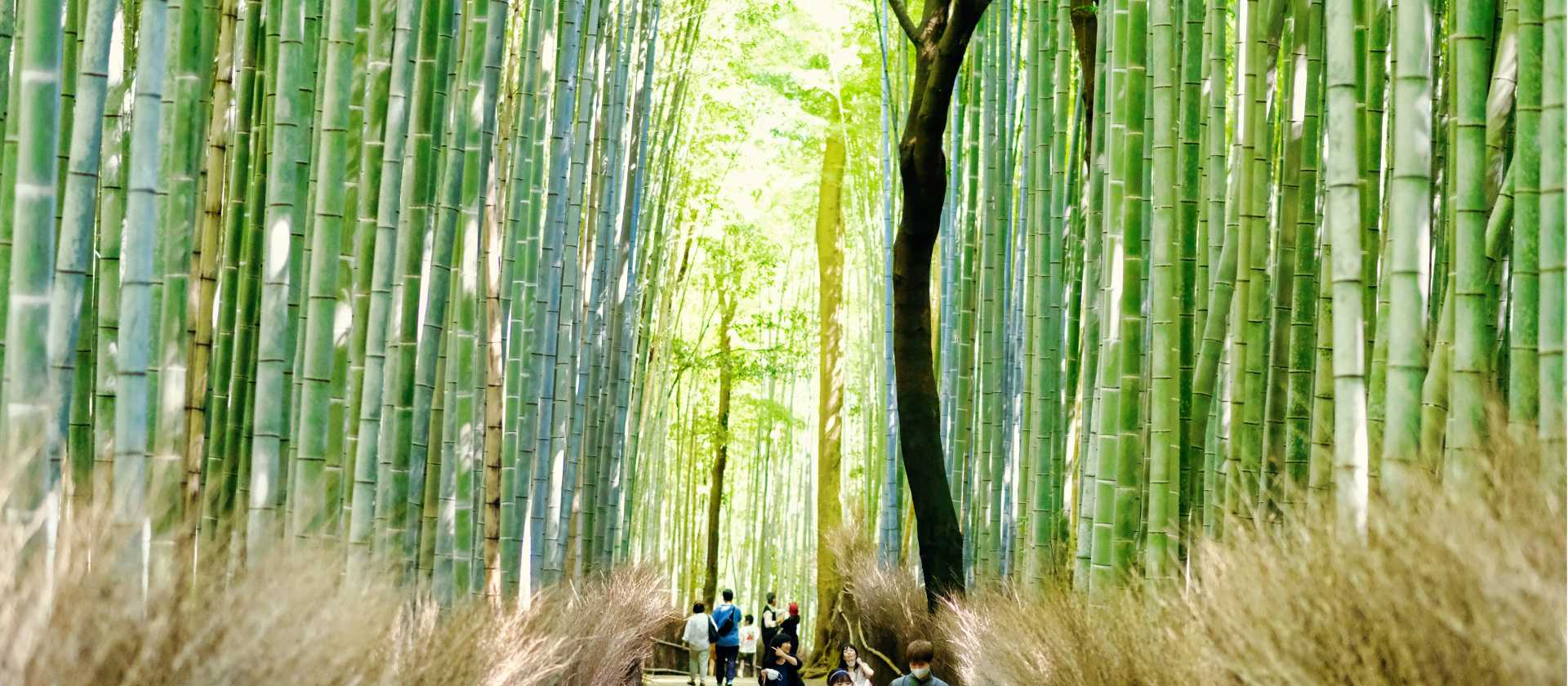 Wander through Kyoto's famous towering bamboo grove.
 | Duong Nguyen