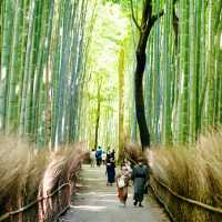 Wander through Kyoto's famous towering bamboo grove.
 | Duong Nguyen