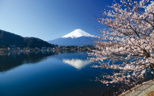 Mt Fuji framed by cherry blossoms